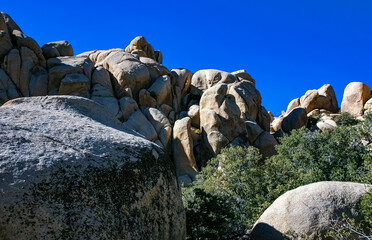 Cacti, yuccas and conifers among rocks in the rock desert in Joshua Tree National Park, California