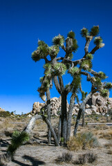 Rock landscape, Yucca Brevifolia Mojave Desert Joshua Tree National Park, CA