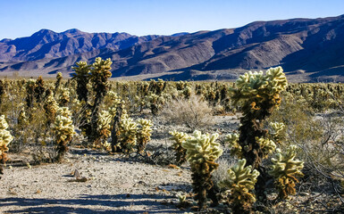 Teddy-bear cholla (Cylindropuntia bigelovii) - desert landscape, large thickets of prickly pear...