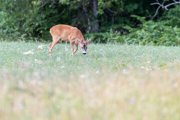 Male roe deer grazing grass in a meadow, Abruzzo, Italy.