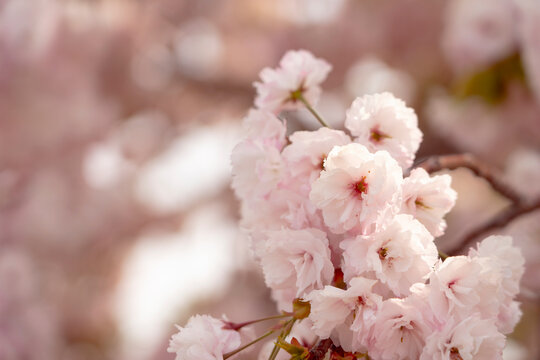 yaezakura, double cherry-blossoms. 八重桜