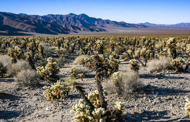 Teddy-bear cholla (Cylindropuntia bigelovii) - desert landscape, large thickets of prickly pear...