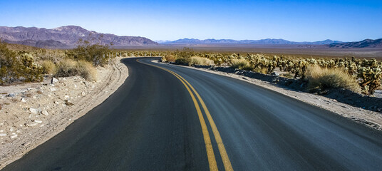 Asphalt road in a valley among large thickets of prickly pear cactus with tenacious yellowish spines in Joshua Tree NP, California