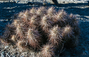 Strawberry hedgehog cactus (Echinocereus engelmannii) - a group of spiny cacti with long brown...