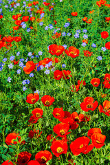 Obraz premium Field of red poppies and blue flowers of steppe flax.