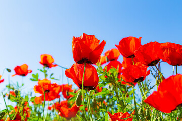 Red poppies flowers on a clear sunny day against a blue sky.