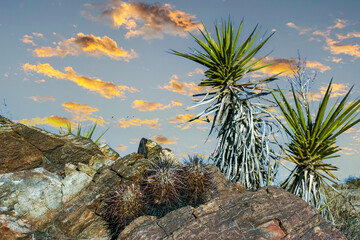 Strawberry hedgehog cactus (Echinocereus engelmannii) - a group of spiny cacti with long brown...