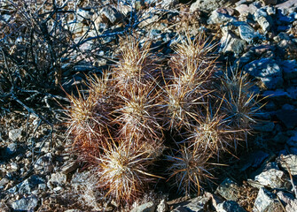 Strawberry hedgehog cactus (Echinocereus engelmannii) - a group of spiny cacti with long brown...