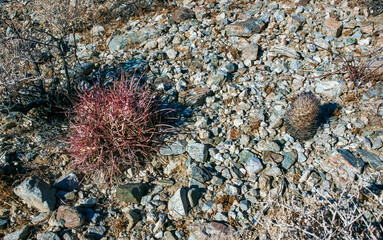 Cottontop Cactus (Echinocactus polycephalus), cacti in the stone desert among the rocks, Mojave Desert Joshua Tree National Park, California