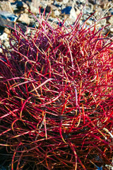 Desert barrel cactus (Ferocactus cylindraceus) - close-up of a red spine cactus in a desert landscape in Joshua Tree National Park, California