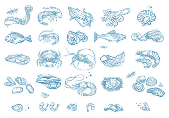 Isolated vector set of seafood. Shrimps, langoustines, prawns, salmon, trout, oysters, mussels, squid, crab, lemon, octopus, squid, rosemary. Hand-drawn seafood delicacy, restaurant and marine.