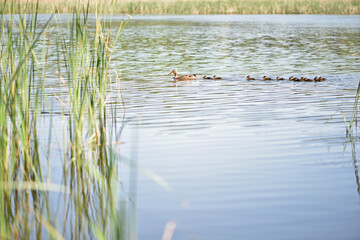 duck on the river with ducklings. Mallard and ducklings in a row. wild duck family on the lake, birds swimming, natural background, selective focus