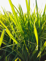 Obraz premium Rice grains that are almost harvested in the fields. Selective Focus. 