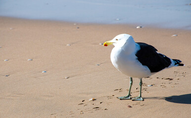 An adult Kelp gull (Marus dominicanus) rests up on central beack, Plettenberg Bay.