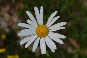 Fototapeta premium Biella,parco della Burcina