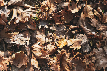 Sunset over autumn forest, warm light on fallen leaves