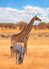 Herd of zebra grazing in the open savannah with a lone giraffe - Ethosa national park - Namibia,...