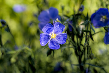 Blue flax flowers are blooming in the garden