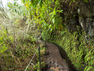 narrow footpath along levada, water irrigation channel with dense tropical forest plants and vegetation. Levada Caldeirao Verde and Caldeirao do Inferno hiking trail, Madeira island, Portugal
