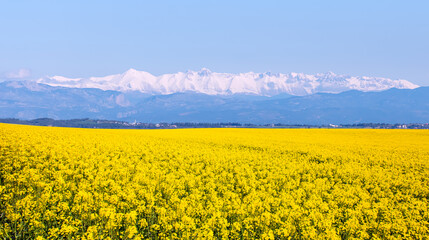 Bright yellow mustard field snowy mountain in the background