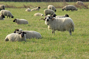 Fototapeta premium troupeau de moutons au pâturage