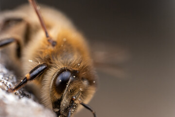 Makroaufnahme: Biene