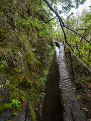 Narrow footpath along levada, water irrigation channel with dense tropical forest plants and vegetation. Levada Caldeirao Verde and Caldeirao do Inferno hiking trail, Madeira island, Portugal