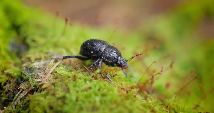 Anoplotrupes stercorosus, the dor beetle, is a species of earth-boring dung beetle belonging to the family Geotrupidae, subfamily Geotrupinae.