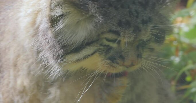 Pallas's cat (Otocolobus manul), also known as the manul, is a small wild cat with long and dense light grey fur, and rounded ears set low on the sides of the head.