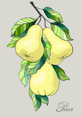 Pears hanging on branch with leaves. Fruit tree branch isolated on self-coloured background. Vector illustration