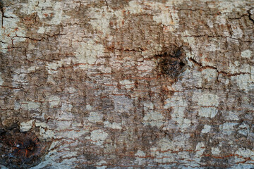 Wooden texture background