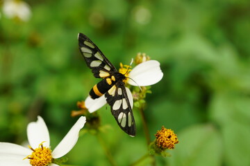 Close-up of Amata huebneri butterfly