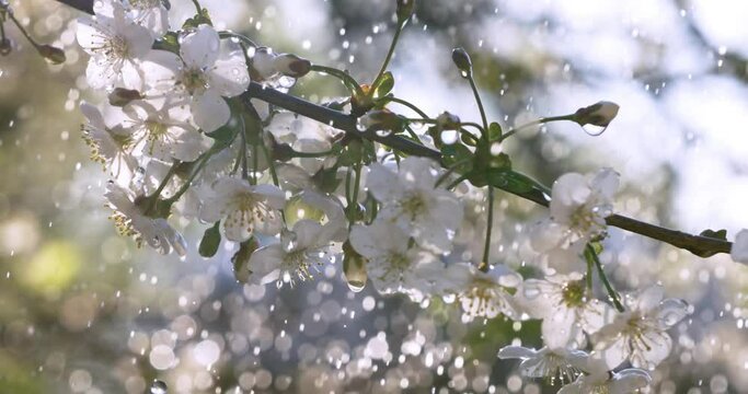 Cherry blossom period. Drops of spring rain fall on a cherry blossom. Shot on super slow motion camera 1000 fps.