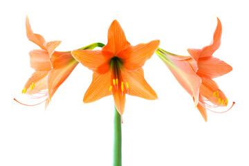 Red orange flowers Amaryllis in PNG isolated on transparent background