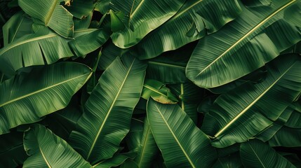 Obraz premium array of banana leaves overlapping, providing a textured and dynamic green background with a fresh, natural look.
