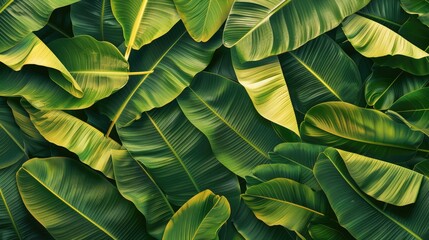 seamless background of interlaced banana leaves, highlighting their natural patterns and vibrant green colors.