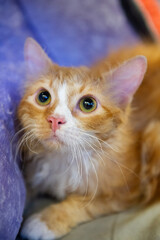 Porträt einer La Perm Katze