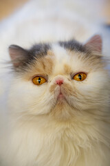 Portr&auml;t einer weiblichen Perser Katze