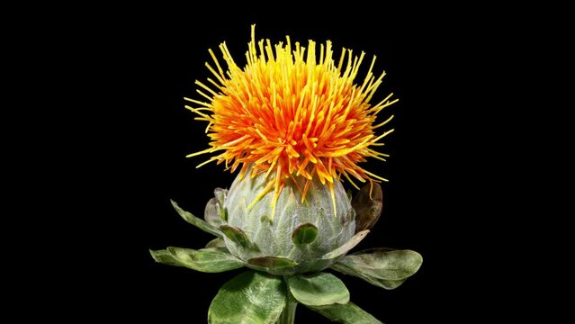 Time Lapse an interesting orange Safflower flower blooming