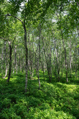 Obraz premium A Birch forest in the sun light