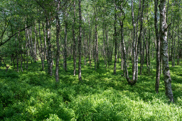 Birches in a forest in the sun light