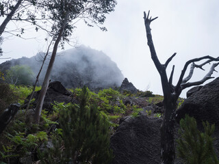 grey foggy misty mountain against white sky with lush fern and dry tree at hiking trail PR12 to Pico Grande one of the highest peaks in the Madeira, Portugal - Powered by Adobe