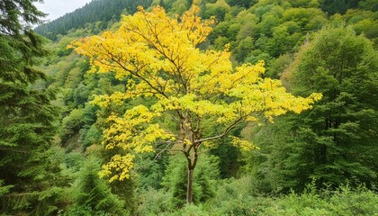 yellow tree in green forest