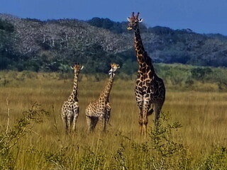 Giraffe in Maputo Mozambique