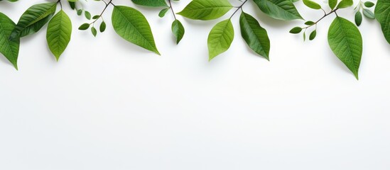 Obraz premium The green leaves are arranged with a white background creating a captivating copy space image