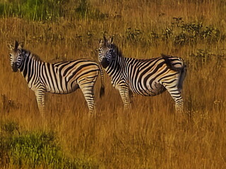 zebra in Maputo, Mozambique
