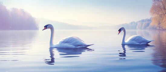 A serene image of white swans gracefully gliding on a picturesque lake with ample copy space