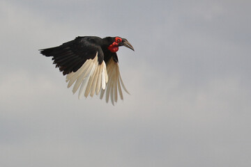Kaffernhornrabe / Southern ground hornbill / Bucorvus leadbeateri.
