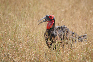 Kaffernhornrabe / Southern ground hornbill / Bucorvus leadbeateri