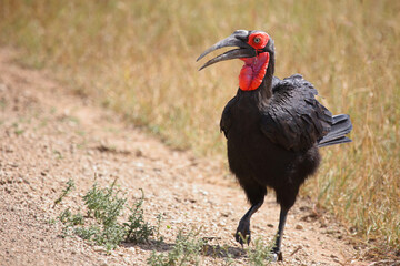 Kaffernhornrabe / Southern ground hornbill / Bucorvus leadbeateri